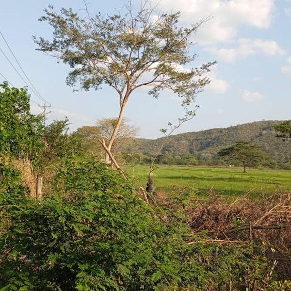 Terreno en el mayal